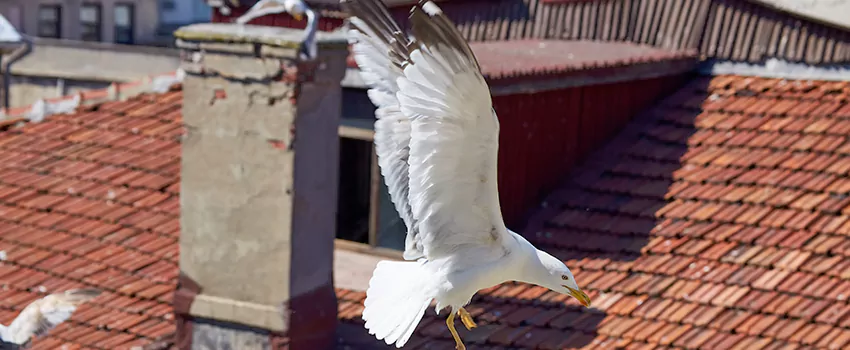 Residential Chimney Animal Removal Solution in Morton Grove, IL